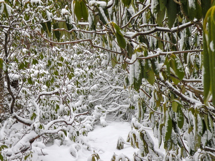 Snow on the Rough Trail